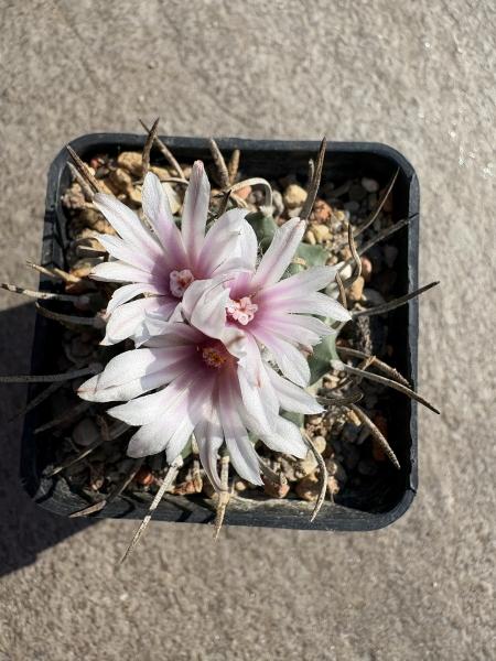 Turbinicarpus sanchez mejoradae